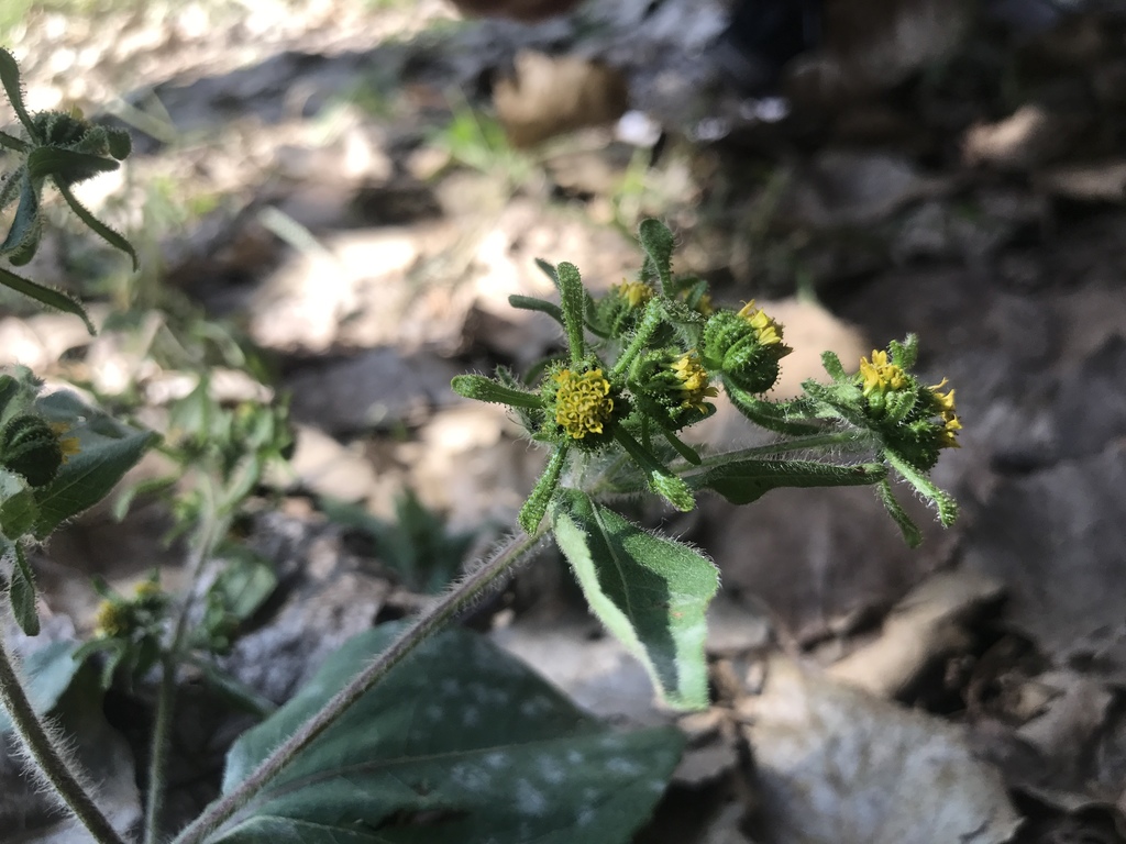Sigesbeckia pubescens (Sigesbeckia pubescens)