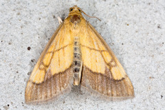 Evergestis limbata
