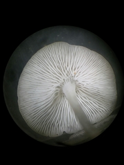 Hemimycena cucullata