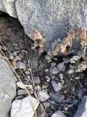 Platanaceae
