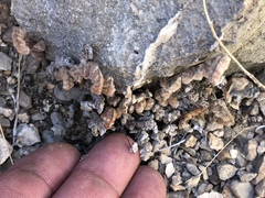 Platanaceae