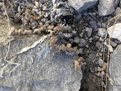 Platanaceae