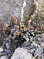 Platanaceae