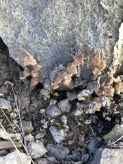 Platanaceae
