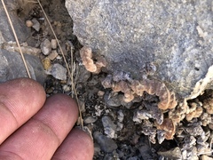 Platanaceae