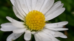 Bellis perennis