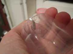 Crambidae