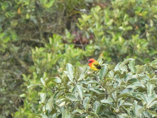 Red-hooded Tanager (Piranga rubriceps), photo 6