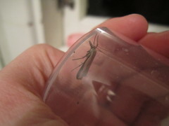 Crambidae