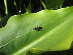 Exaireta spinigera