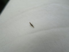 Micromus tasmaniae