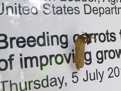 Paraleptomenes miniatus