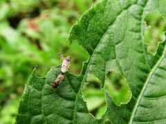 Nysius ericae