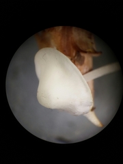 Hemimycena cucullata