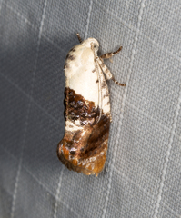 Hypertropha chlaenota