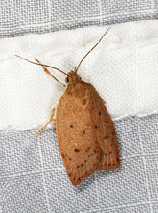 Prionocris protoxantha