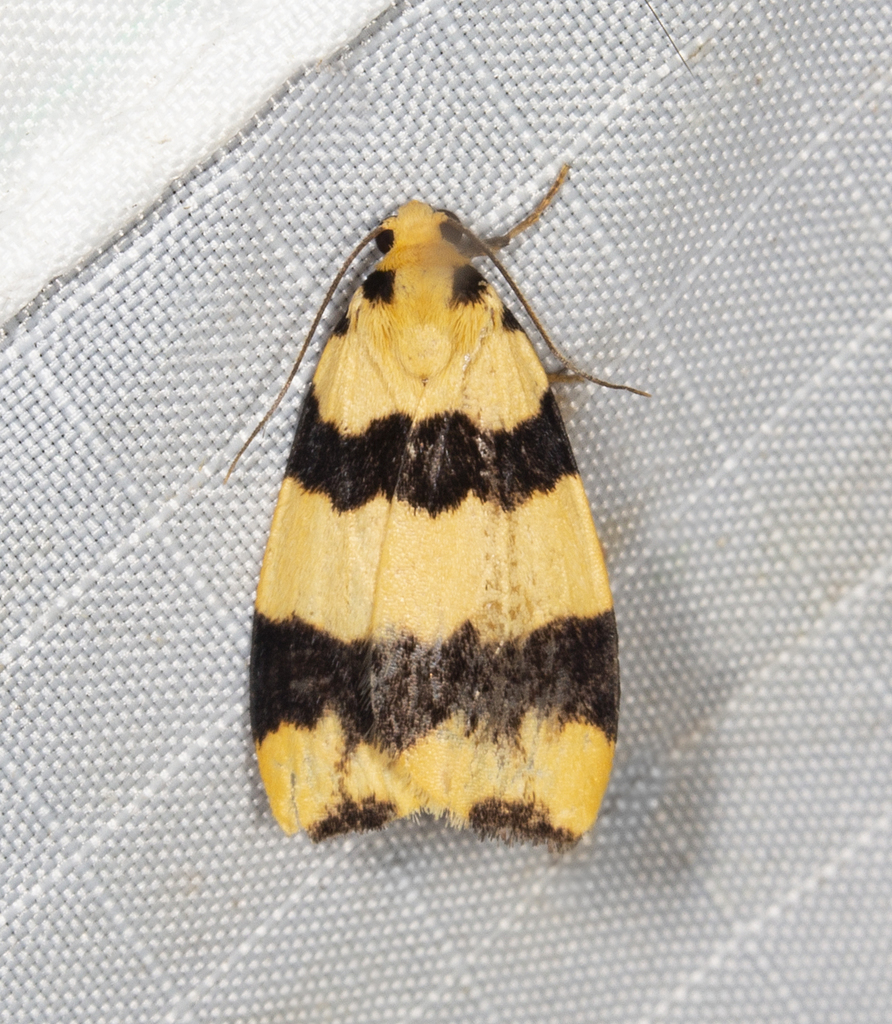 Termessa congrua