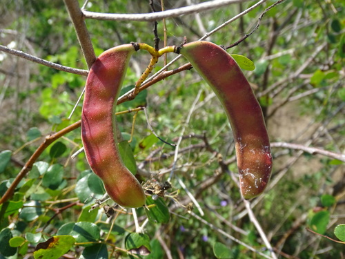 Tara vesicaria, photograph 3
