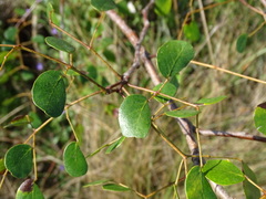 Tara vesicaria, photograph Alexis López Hernández, CC BY, iNaturalist via GBIF