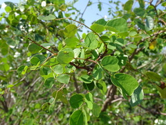Tara vesicaria, photograph Alexis López Hernández, CC BY, iNaturalist via GBIF