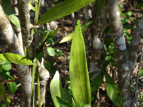 Image of Zamia prasina by (c) Alexis López Hernández, some rights reserved (CC BY)