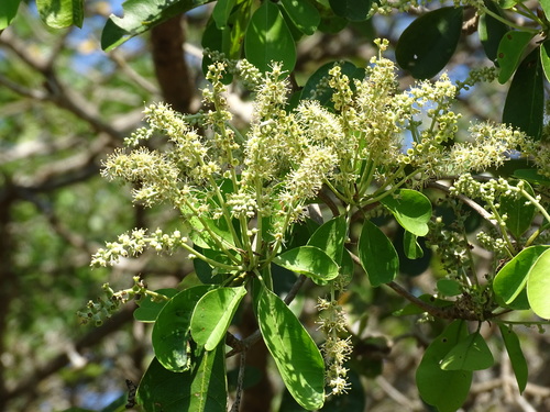 Image of Terminalia buceras by (c) Alexis López Hernández, some rights reserved (CC BY)