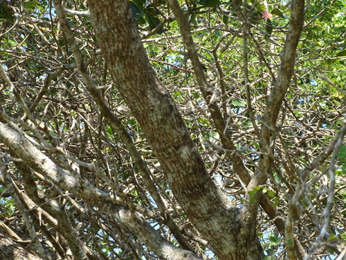 Image of Terminalia buceras by (c) Alexis López Hernández, some rights reserved (CC BY)