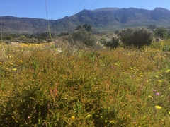 Diastella proteoides