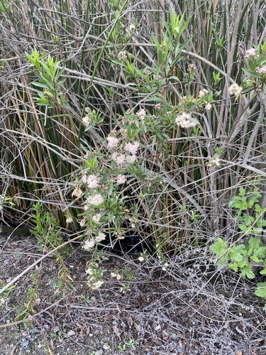 iNaturalist observation photo of mule fat