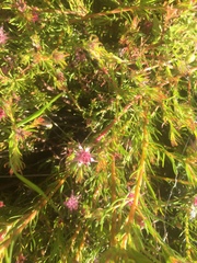 Diastella proteoides