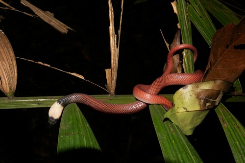 Crowned False Boa