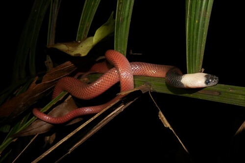 Crowned False Boa