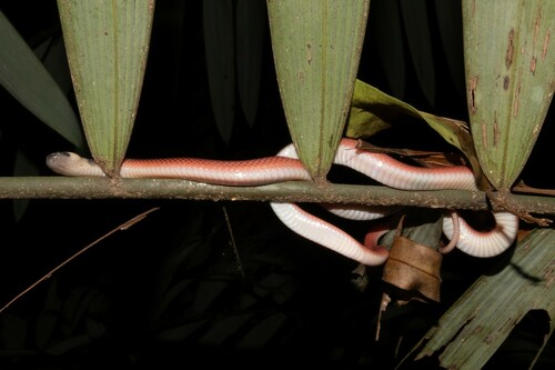 Crowned False Boa