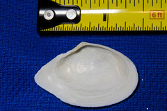 Rexithaerus indentata