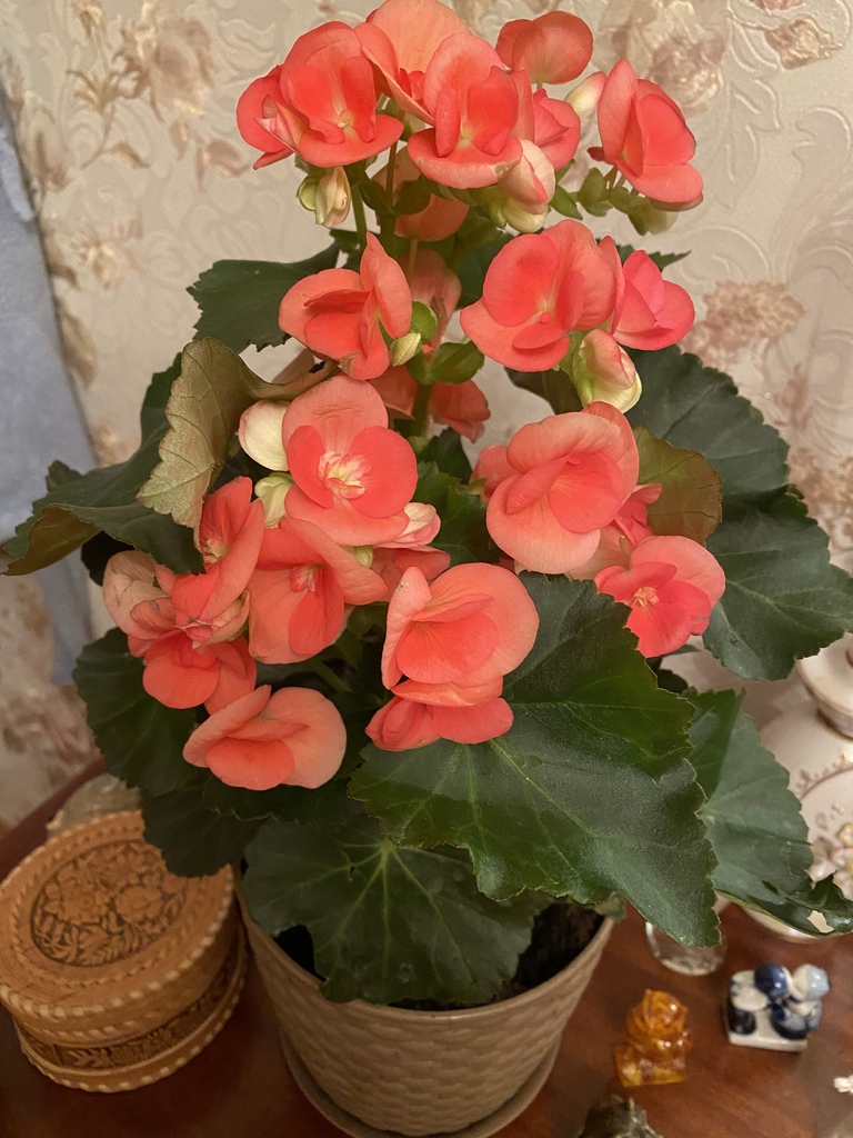 Begonia × hiemalis