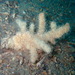 Alcyonium palmatum - Photo (c) Sylvain Le Bris, some rights reserved (CC BY-NC), uploaded by Sylvain Le Bris