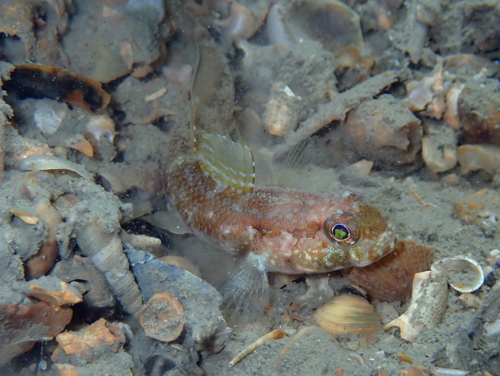 Kestrel Goby photo 5