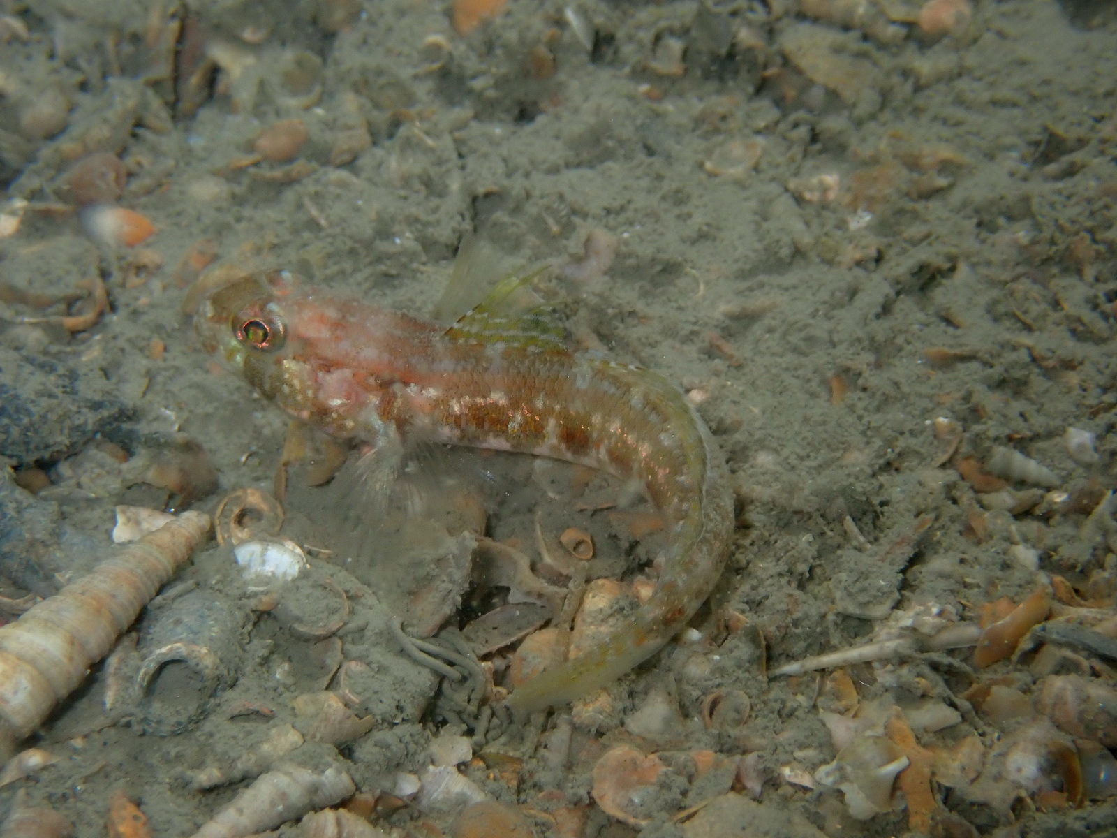 Kestrel Goby photo 6