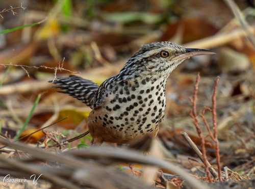Band-backed Wren
