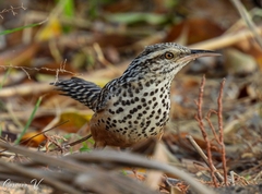 Band-Backed Wren photo 2
