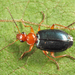 Lebia atriventris - Photo (c) Tom Murray, some rights reserved (CC BY-NC), uploaded by Tom Murray