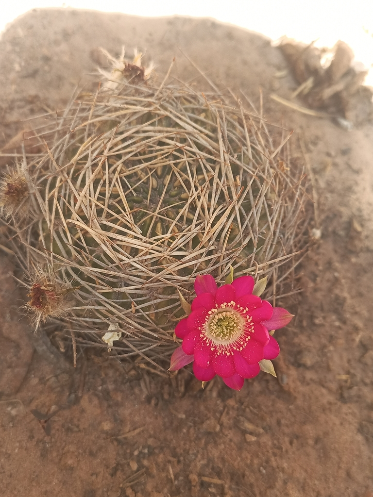 Echinopsis oligotricha; photograph Brian Cespedes, CC0, iNaturalist via GBIF