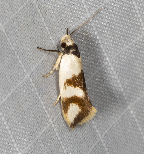 Antipterna trilicella Meyrick, 1885