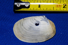 Periploma planiusculum