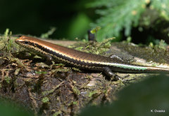 Copeoglossum nigropunctatum