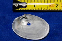 Periploma planiusculum