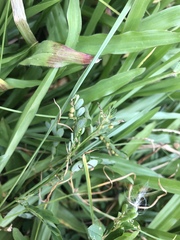 Phyllanthus urinaria hookeri