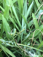 Phyllanthus urinaria hookeri