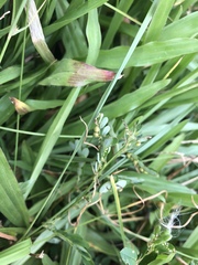 Phyllanthus urinaria hookeri