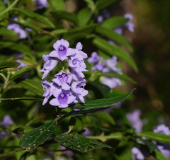 Prostanthera caerulea
